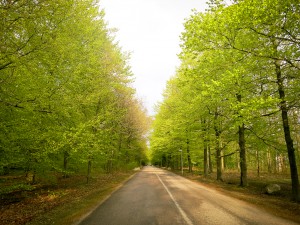 Halmstad Galgberget Bokskog