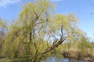 Vondelpark